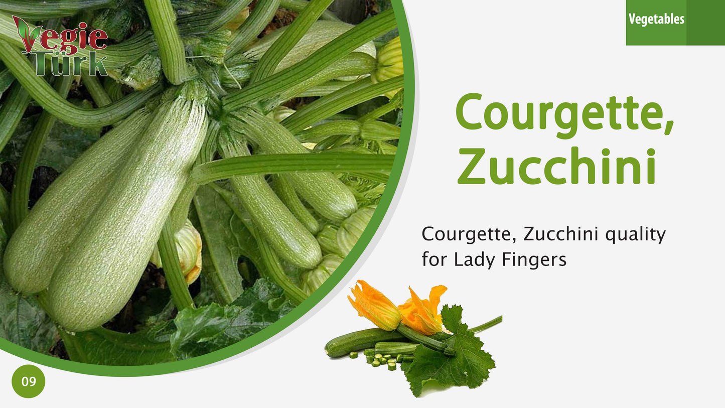 Courgettes Fraîches