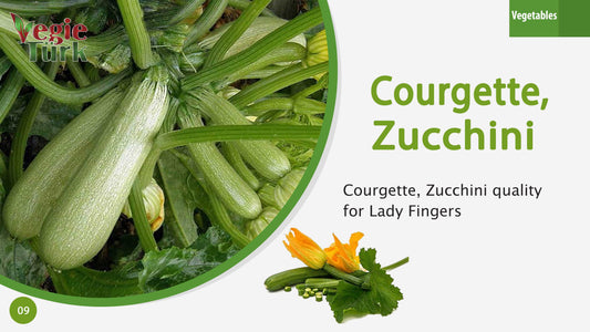 Fresh Zucchini